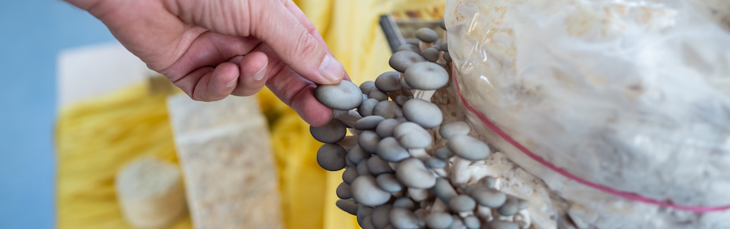 Bildbeschreibungstext